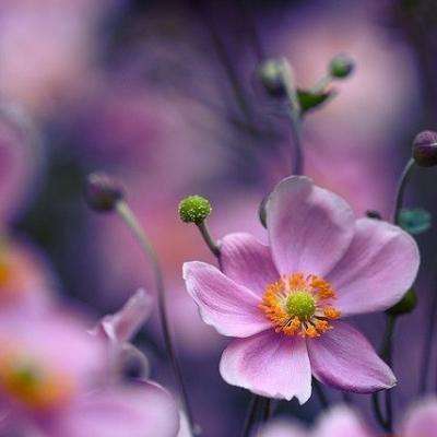 云开全站appapp下载