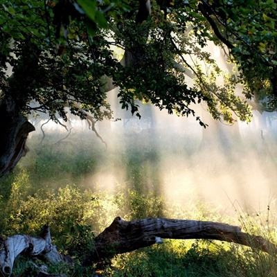 大发彩票手机app下载