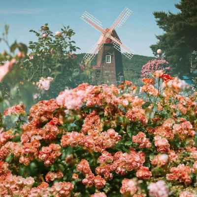 雷火亚洲电竞平台官网