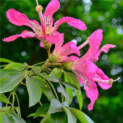 好彩网下载手机版截图