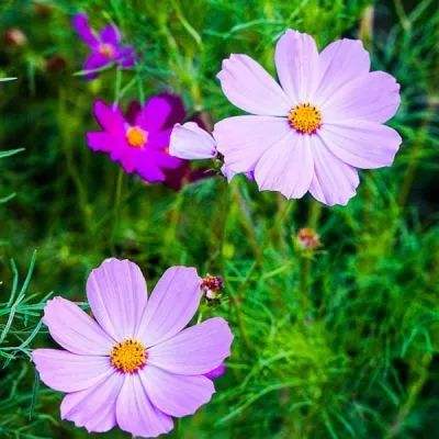 单机的打鱼游戏手机app下载