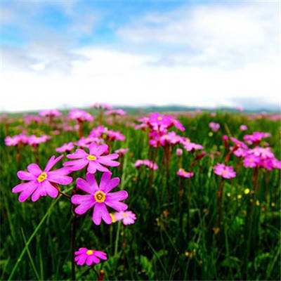 im电竞官方网站下载手机版