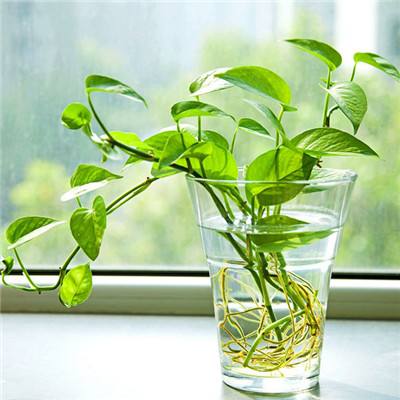 加拿大28下载手机版