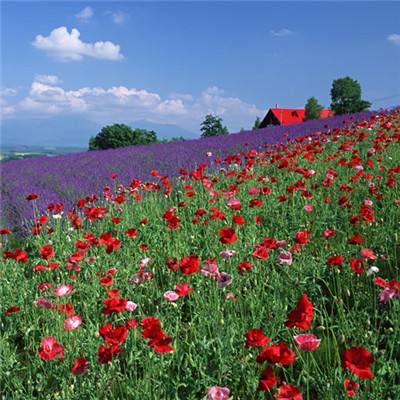 leyu·乐鱼中国体育官方入口