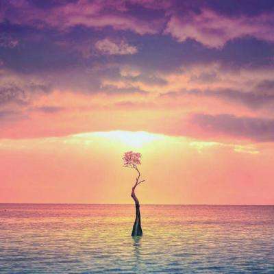 双赢彩票手机app下载